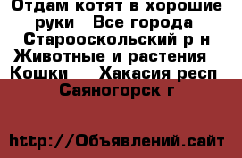 Отдам котят в хорошие руки - Все города, Старооскольский р-н Животные и растения » Кошки   . Хакасия респ.,Саяногорск г.